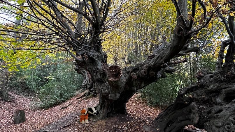 Dämmerungswanderung – Was ist los in der Dämmerung im Wald?